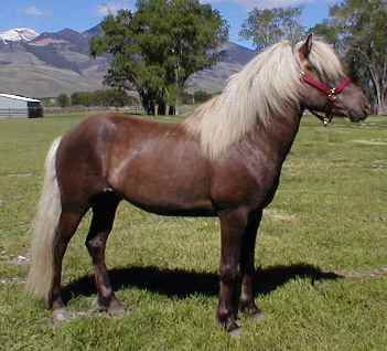 Darri, Icelandic Horse
